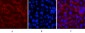 Caspase-8 Monoclonal Antibody(2G12)